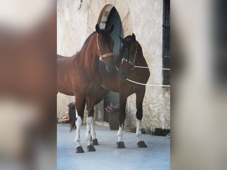 Andalou Étalon 3 Ans 158 cm Bai cerise in Hamburg