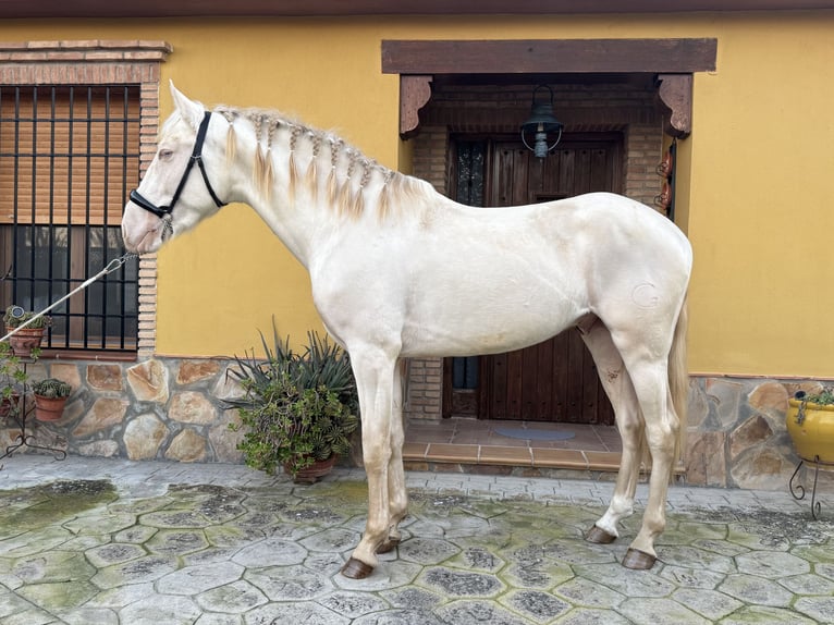 Andalou Étalon 3 Ans 158 cm Cremello in Valderrubio