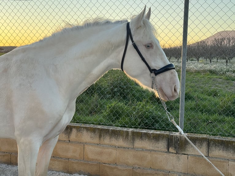 Andalou Étalon 3 Ans 158 cm Cremello in Valderrubio