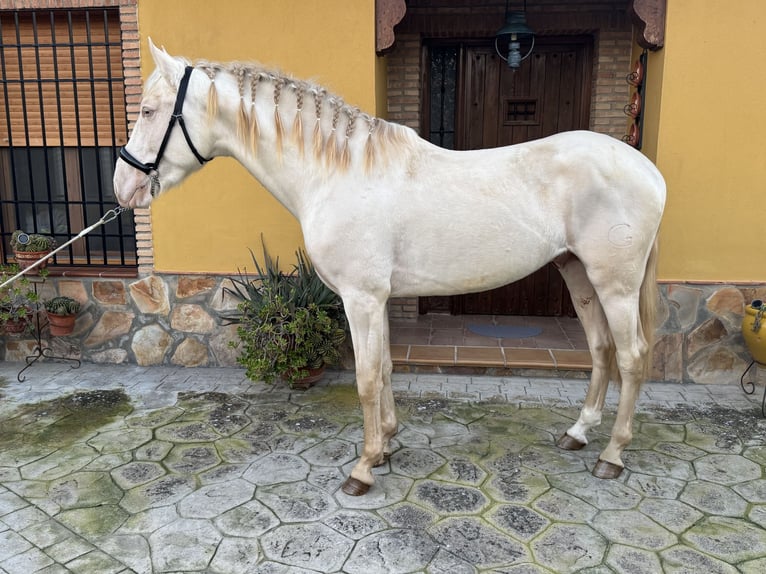 Andalou Étalon 3 Ans 158 cm Cremello in Valderrubio