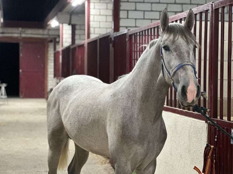 Andalou Étalon 3 Ans 158 cm Gris pommelé in Fuenlabrada