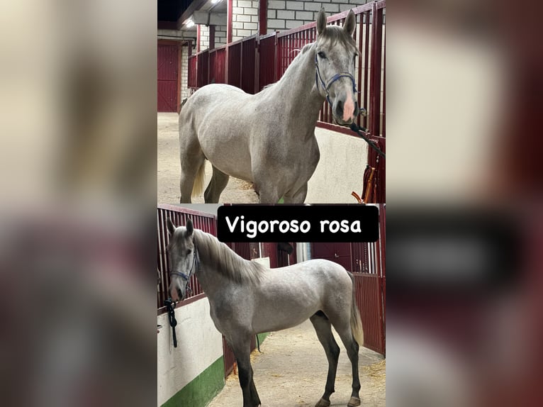 Andalou Étalon 3 Ans 158 cm Gris pommelé in Fuenlabrada