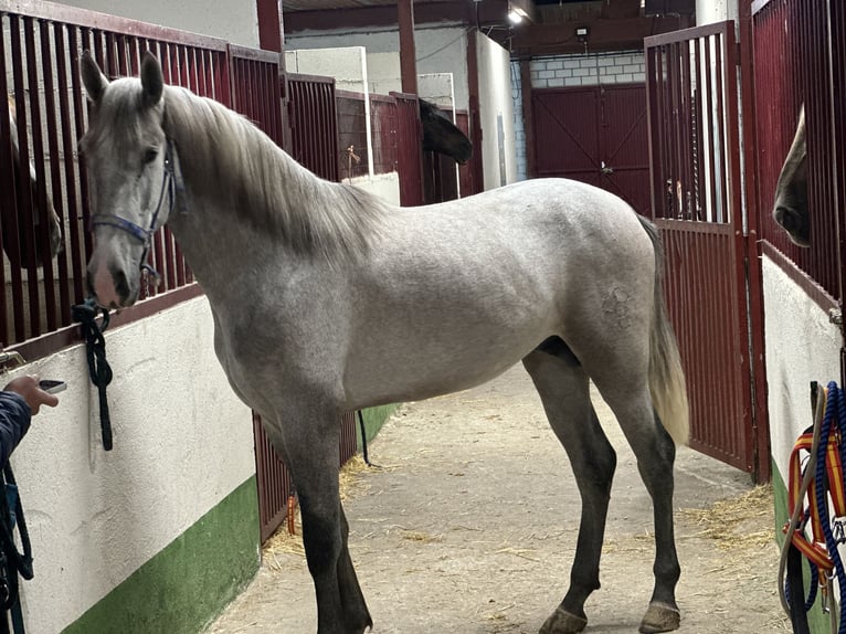 Andalou Étalon 3 Ans 158 cm Gris pommelé in Fuenlabrada