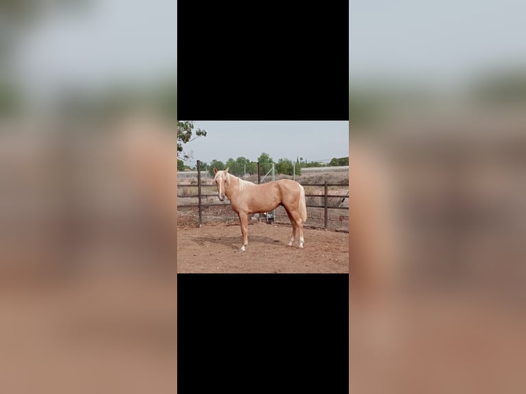 Andalou Étalon 3 Ans 158 cm Palomino in Novelda