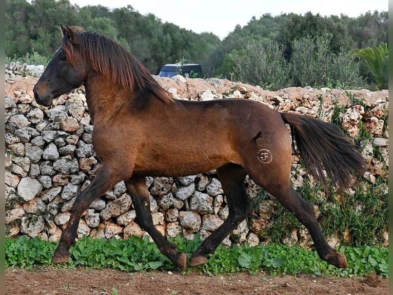 Andalou Étalon 3 Ans 159 cm Bai in Menorca