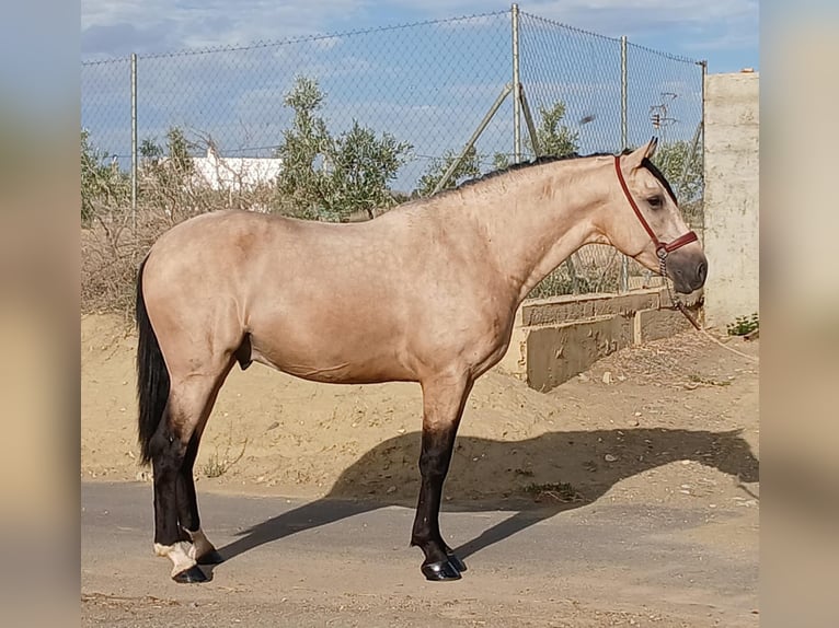 Andalou Étalon 3 Ans 159 cm Buckskin in Tabernas