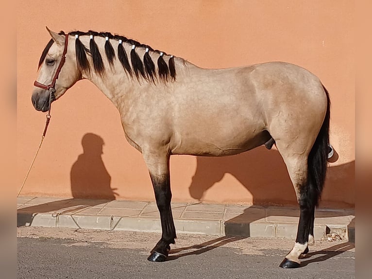 Andalou Étalon 3 Ans 159 cm Buckskin in Tabernas