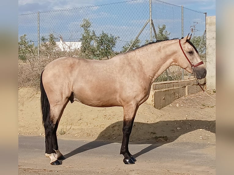 Andalou Étalon 3 Ans 159 cm Buckskin in Tabernas