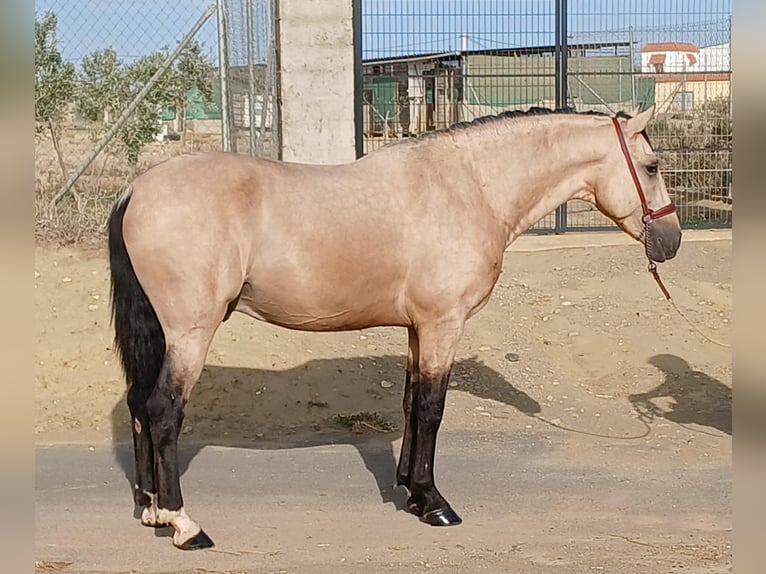 Andalou Étalon 3 Ans 159 cm Buckskin in Tabernas