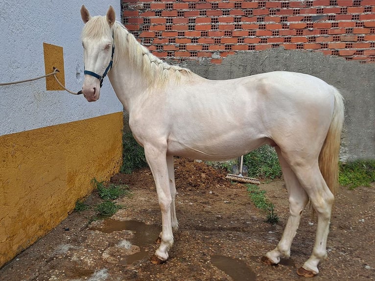 Andalou Étalon 3 Ans 159 cm Cremello in Cacéres
