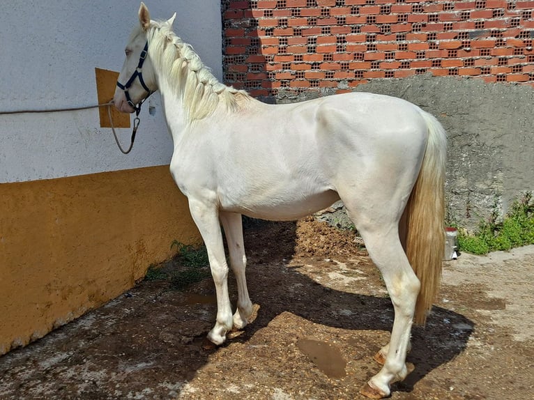 Andalou Étalon 3 Ans 159 cm Cremello in Cacéres