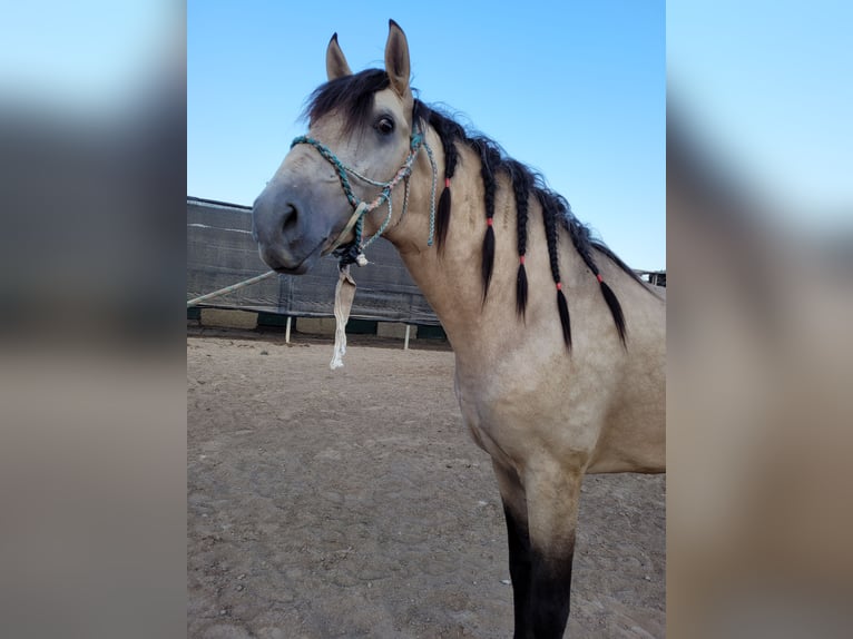Andalou Étalon 3 Ans 160 cm Alezan dun in El Ejido