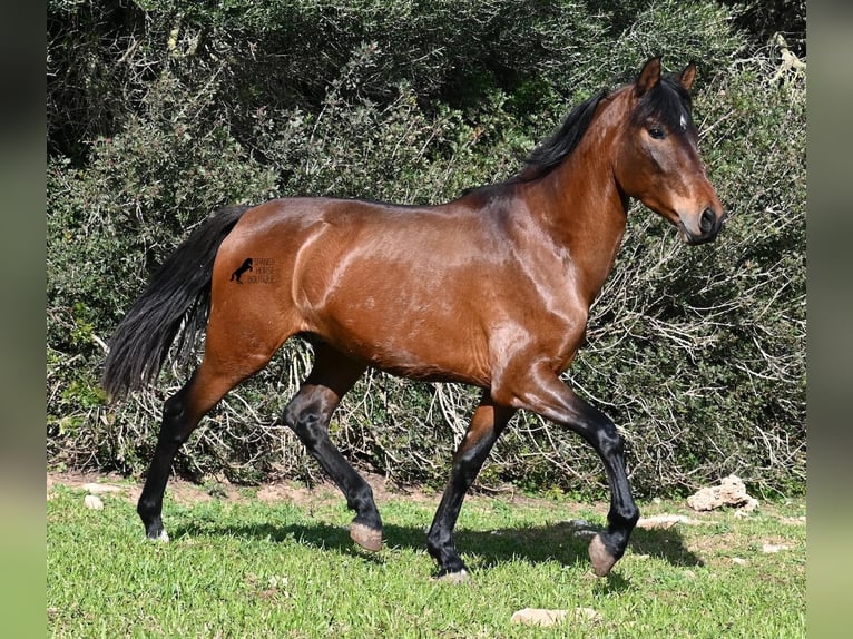 Andalou Étalon 3 Ans 160 cm Bai in Menorca