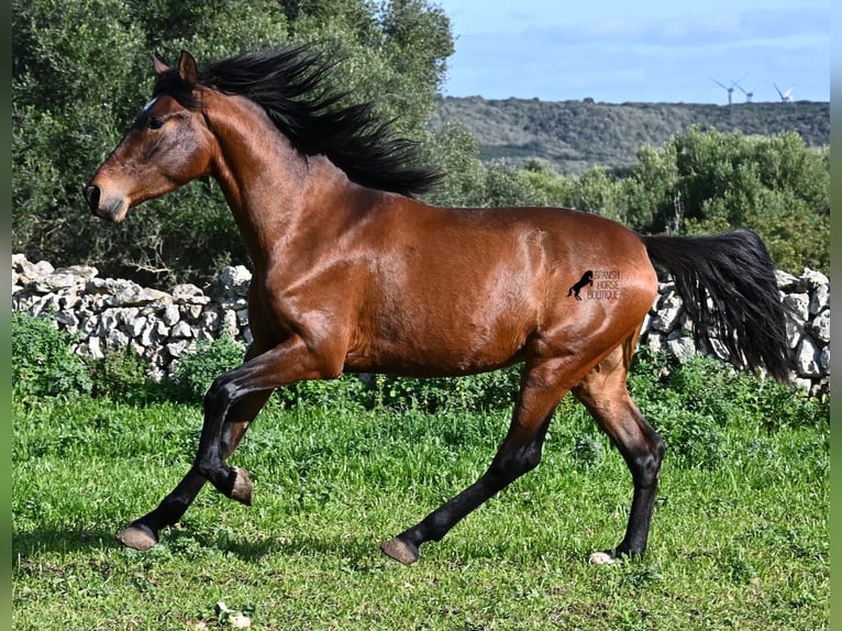 Andalou Étalon 3 Ans 160 cm Bai in Menorca