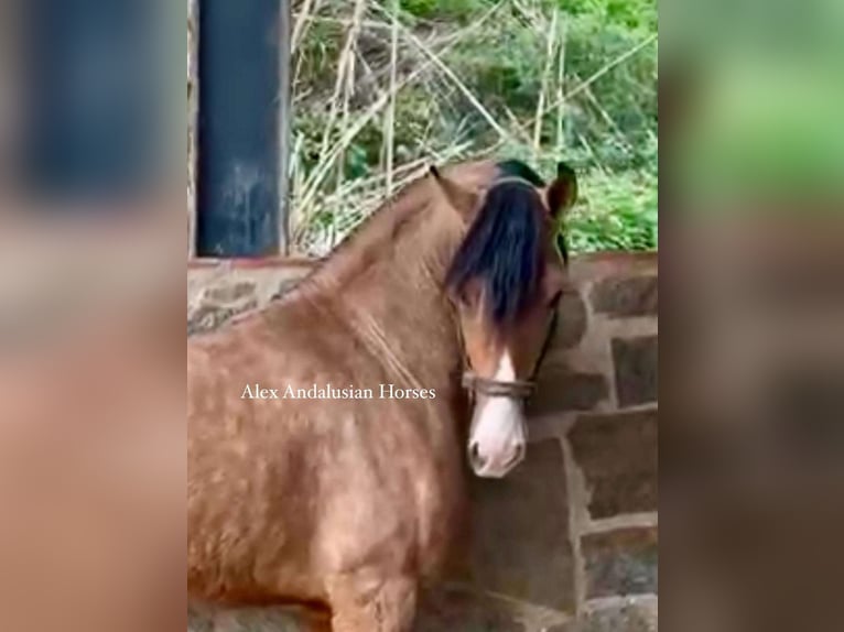 Andalou Croisé Étalon 3 Ans 160 cm Buckskin in Sevilla