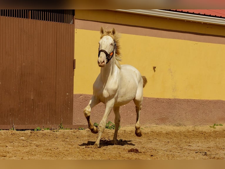 Andalou Étalon 3 Ans 160 cm Cremello in Caceres