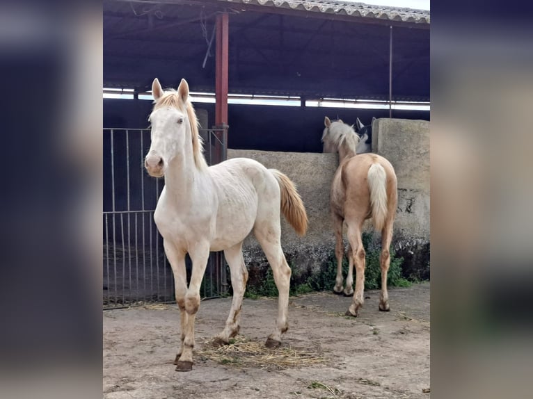 Andalou Étalon 3 Ans 160 cm Cremello in Caceres