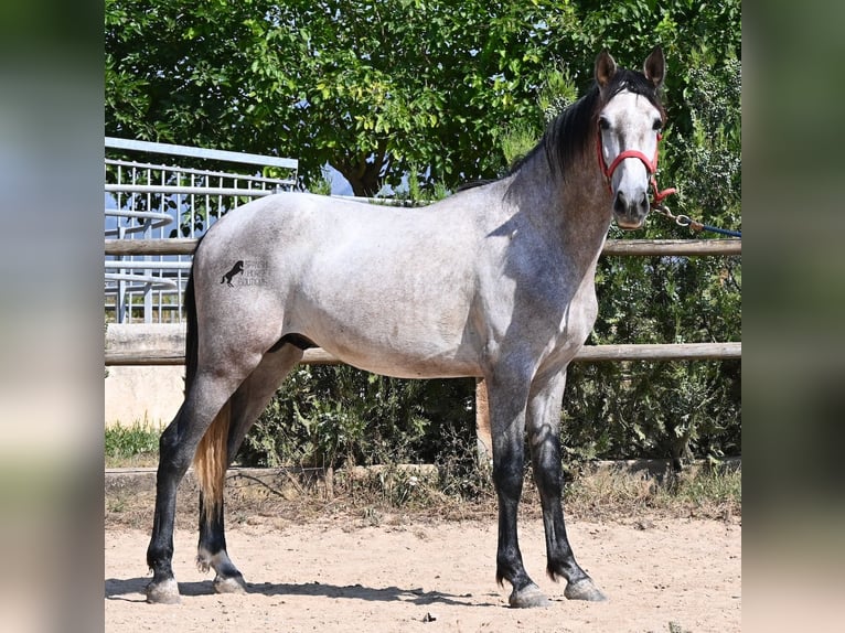 Andalou Étalon 3 Ans 160 cm Gris in Mallorca