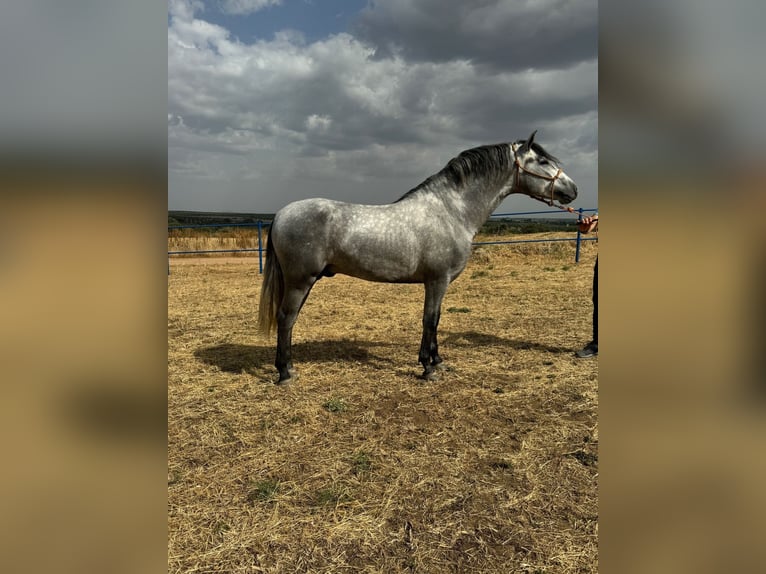 Andalou Étalon 3 Ans 160 cm Gris pommelé in Badajoz