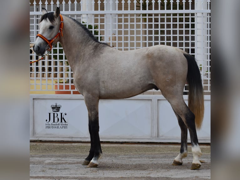 Andalou Étalon 3 Ans 160 cm Isabelle in Tabernas Almeria