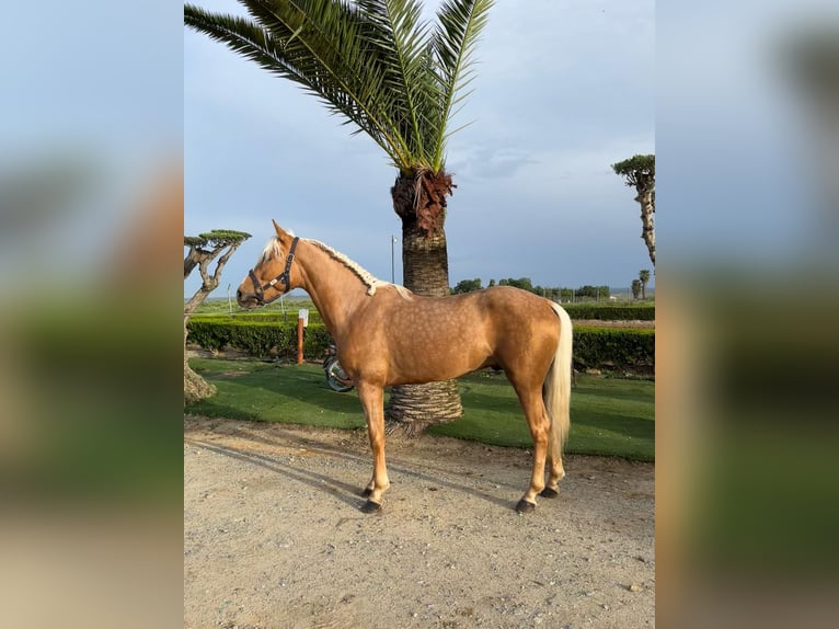 Andalou Étalon 3 Ans 160 cm Perle in Bollullos Par Del Condado