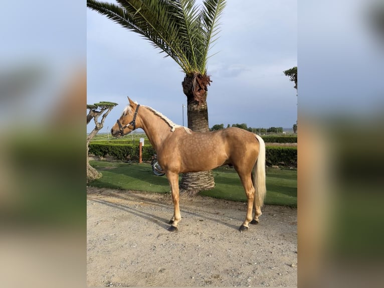 Andalou Étalon 3 Ans 160 cm Perle in Bollullos Par Del Condado