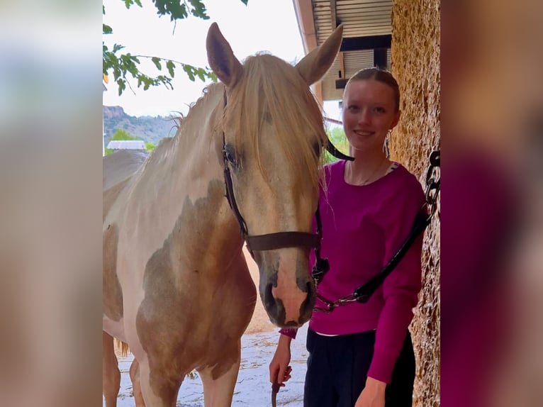 Andalou Étalon 3 Ans 160 cm Pinto in Neu-Anspach