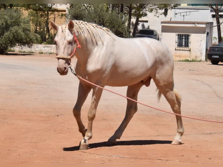 Andalou Étalon 3 Ans 162 cm Cremello in Provinz Malaga