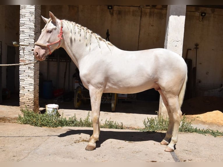 Andalou Étalon 3 Ans 162 cm Cremello in Provinz Malaga