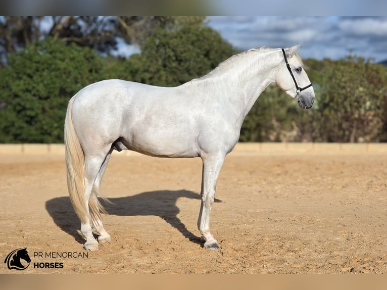 Andalou Étalon 3 Ans 164 cm Gris in Ciutadella De Menorca
