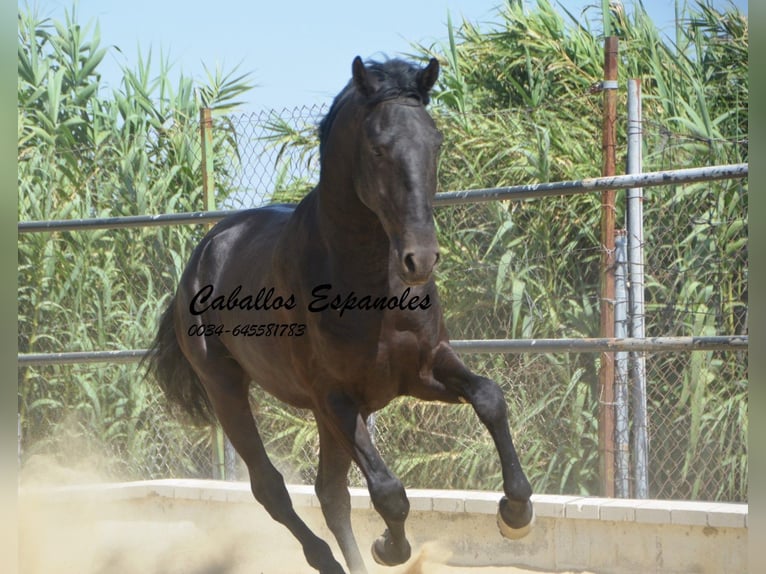 Andalou Étalon 3 Ans 164 cm Noir in Vejer de la Frontera