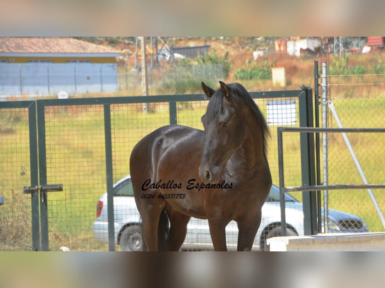 Andalou Étalon 3 Ans 164 cm Noir in Vejer de la Frontera