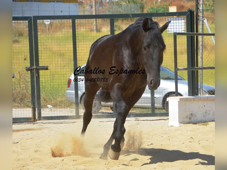 Andalou Étalon 3 Ans 164 cm Noir in Vejer de la Frontera