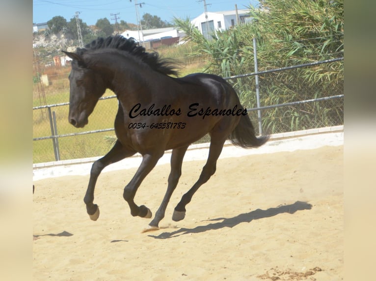 Andalou Étalon 3 Ans 164 cm Noir in Vejer de la Frontera