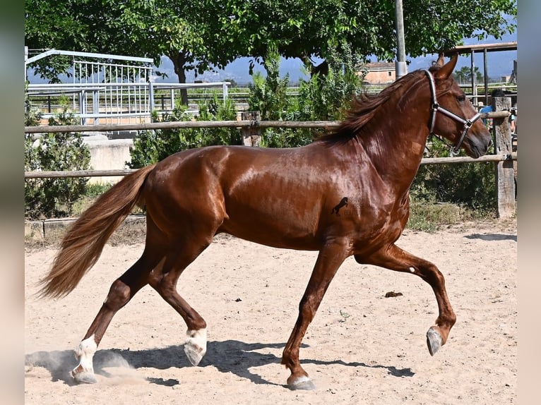 Andalou Étalon 3 Ans 165 cm Alezan in Mallorca