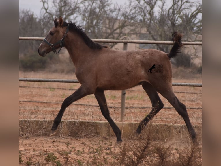 Andalou Étalon 3 Ans 165 cm Gris in Mallorca