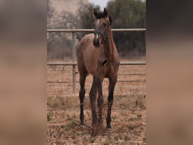 Andalou Étalon 3 Ans 165 cm Gris in Mallorca