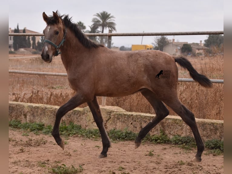 Andalou Étalon 3 Ans 165 cm Gris in Mallorca