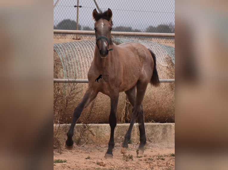 Andalou Étalon 3 Ans 165 cm Gris in Mallorca