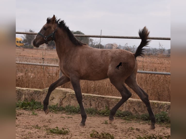 Andalou Étalon 3 Ans 165 cm Gris in Mallorca