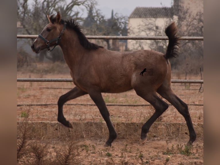 Andalou Étalon 3 Ans 165 cm Gris in Mallorca