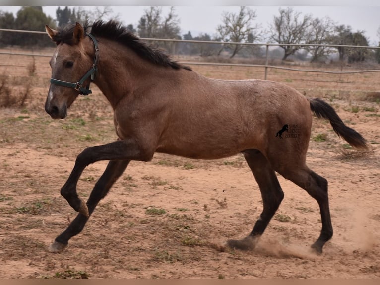 Andalou Étalon 3 Ans 165 cm Gris in Mallorca