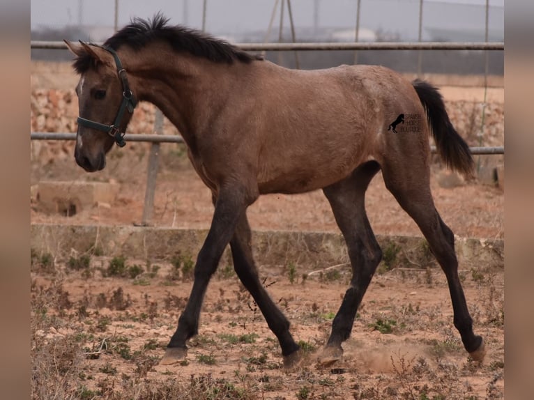 Andalou Étalon 3 Ans 165 cm Gris in Mallorca