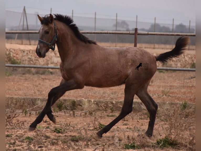 Andalou Étalon 3 Ans 165 cm Gris in Mallorca