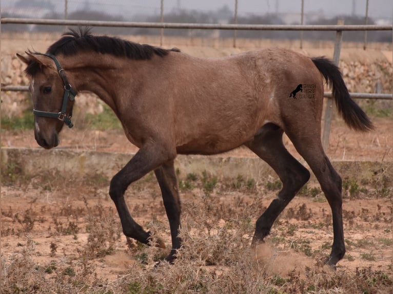 Andalou Étalon 3 Ans 165 cm Gris in Mallorca