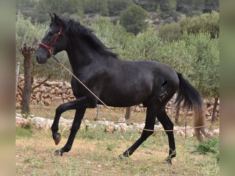 Andalou Étalon 3 Ans 165 cm Gris in Mallorca