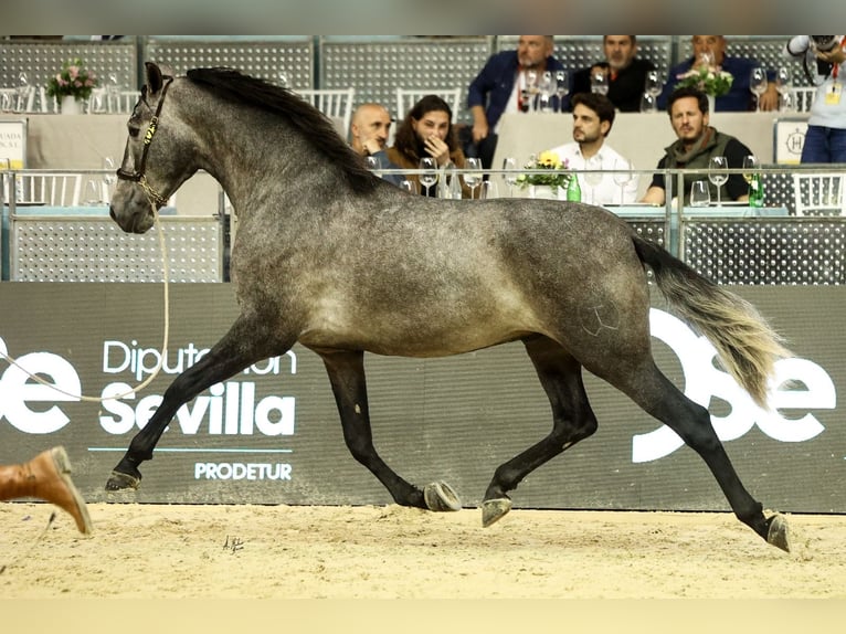 Andalou Étalon 3 Ans 166 cm Gris pommelé in Segorbe