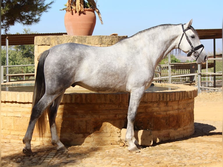 Andalou Étalon 3 Ans 167 cm Gris in Sevilla