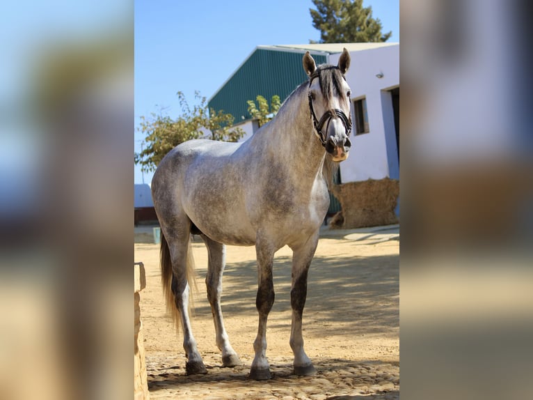 Andalou Étalon 3 Ans 167 cm Gris in Sevilla