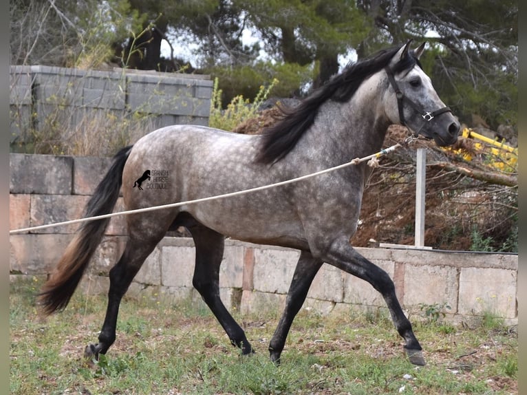 Andalou Étalon 3 Ans 167 cm Isabelle in Mallorca